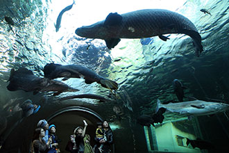 なかがわ水遊園